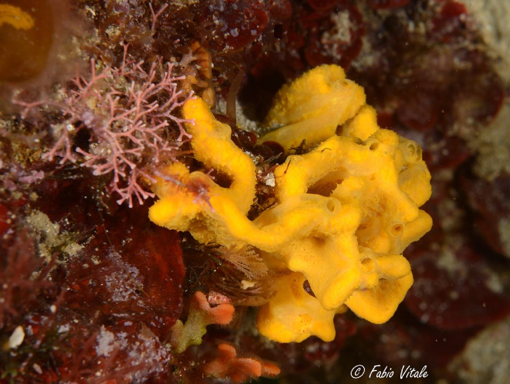 Axinella damicornis con Trichleocarpa fragilis